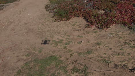 Primer-Plano-Del-Campo-Marrón-Que-Controla-La-Sombra-De-Un-Dron-Que-Vuela-Sobre-El-Campo