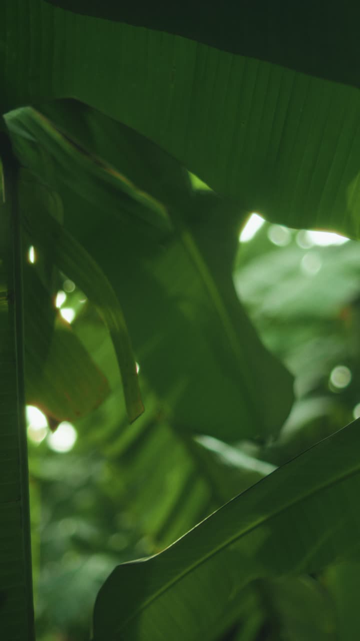 Sunlight streams through big green leaves in dense jungle, highlighting nature’s details