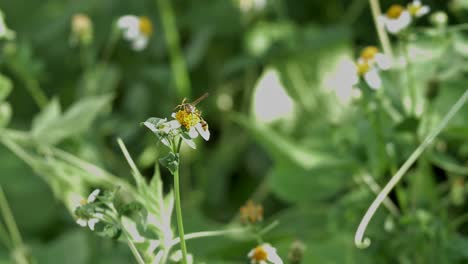 Nature's-process-of-life-propagation-among-vegetation-where-a-wasp-pollinates-a-flowering-plant-as-it-obtains-nectar-from-the-flower