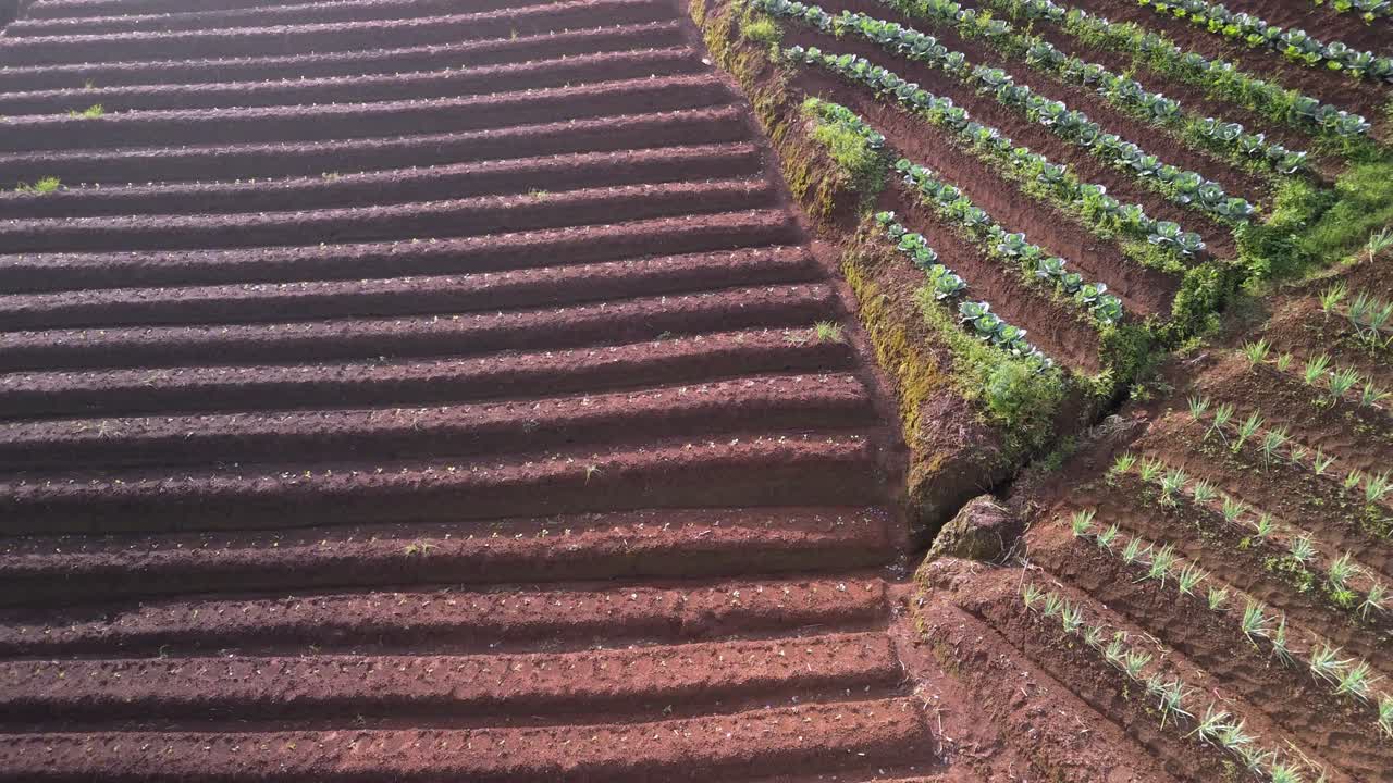 terrazas de las plantaciones de panyaweuyan