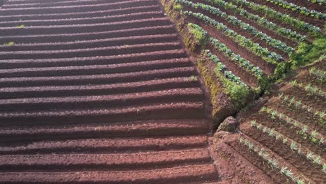 Terrazas-De-Plantación