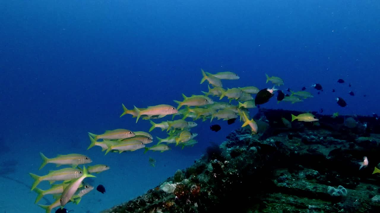 Goatfish group swimming over ship wreck in blue ocean