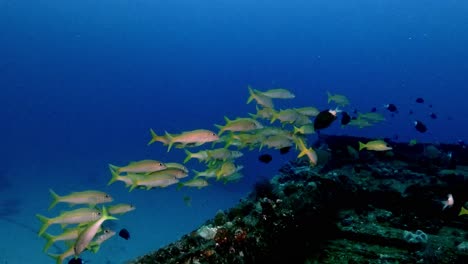 goatfish group swimming over ship wreck in blue ocean