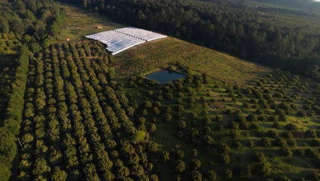 Slow-aerial-pull-back-shot-over-green-hass-avocado-plantation-located-in-Michoacán-Mexico