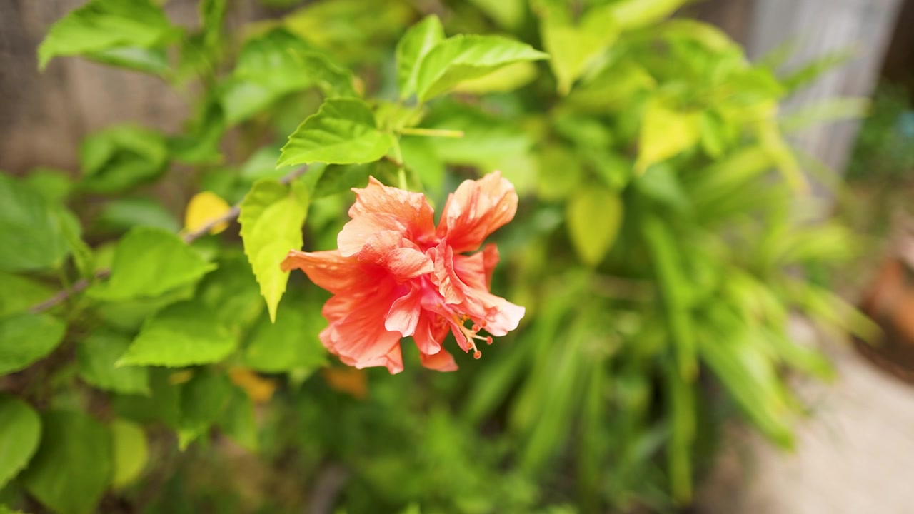 Primo piano di un ibisco rosa-sinensis arancione in fiore che si muove delicatamente tra le foglie verdi lussureggianti del giardino