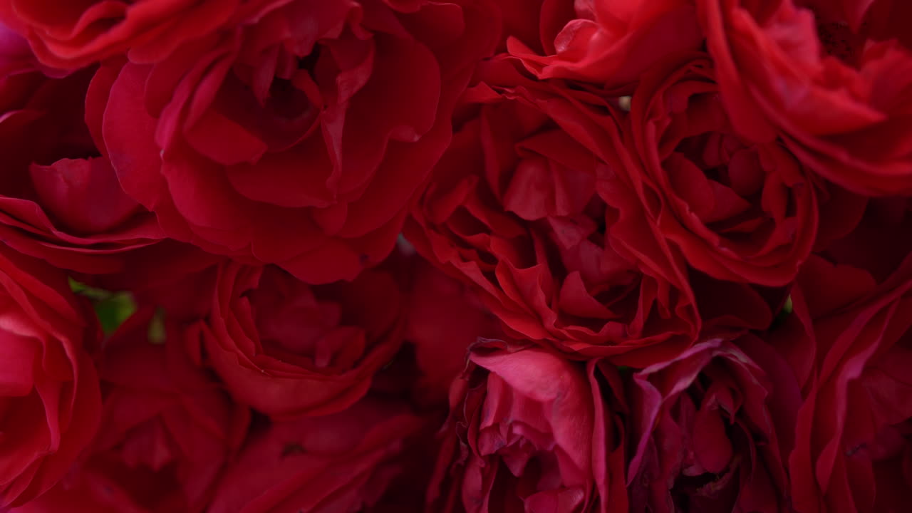 진짜 빨간 장미 자연