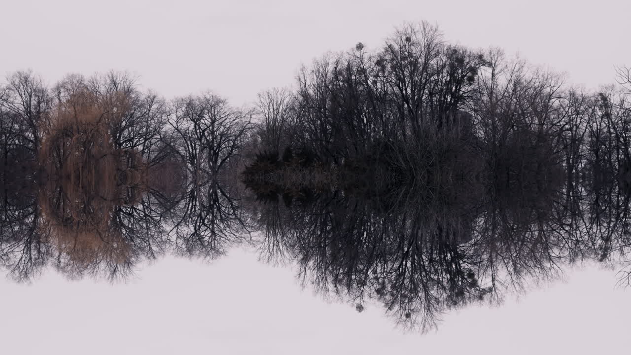 Reflective Winter Forest