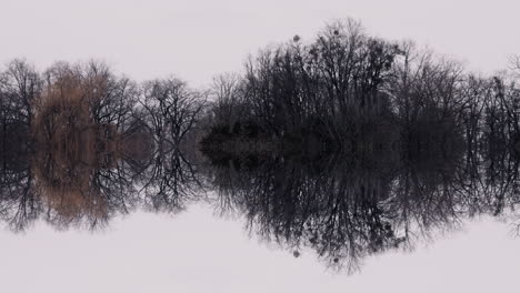 reflective winter forest