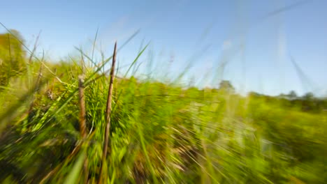 point of view of an animal running, escaping, through grass blades