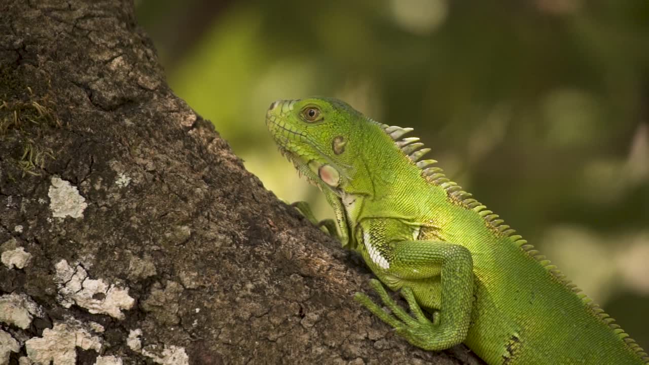 Green Iguana Reptile On A Tree Bark In Forest. Close Up