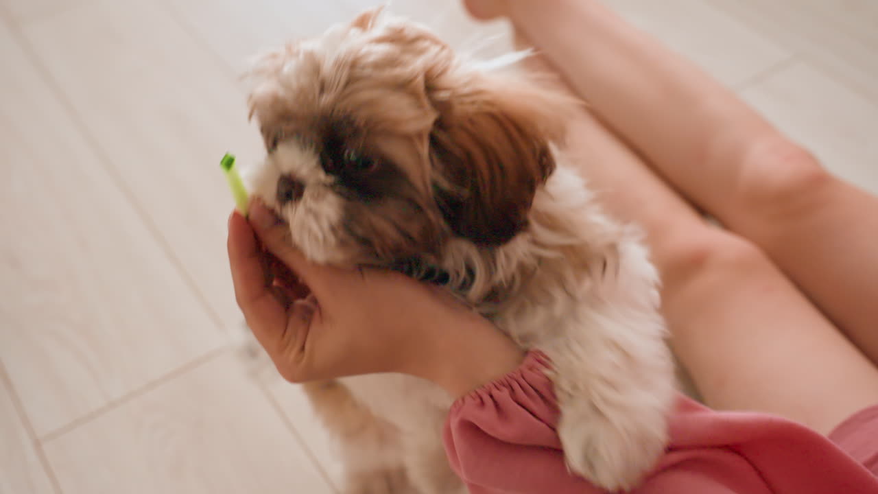 Woman Feeds Playful Puppy, Caucasian Woman Gives Snack To Puppy, Joyful Domestic Moment With Woman And Playful Puppy, Woman Offers Snack To Curious Puppy During Fun Training Session At Home