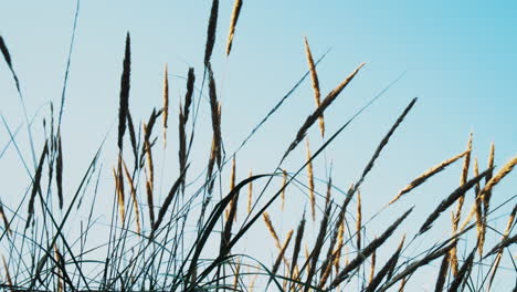 Hierba-De-Dunas-Oceánicas-En-El-Viento-Cielo-Azul-Cerca-De-La-Isla-Fanø-En-Dinamarca-Cerca-De-La-Playa-Y-El-Mar