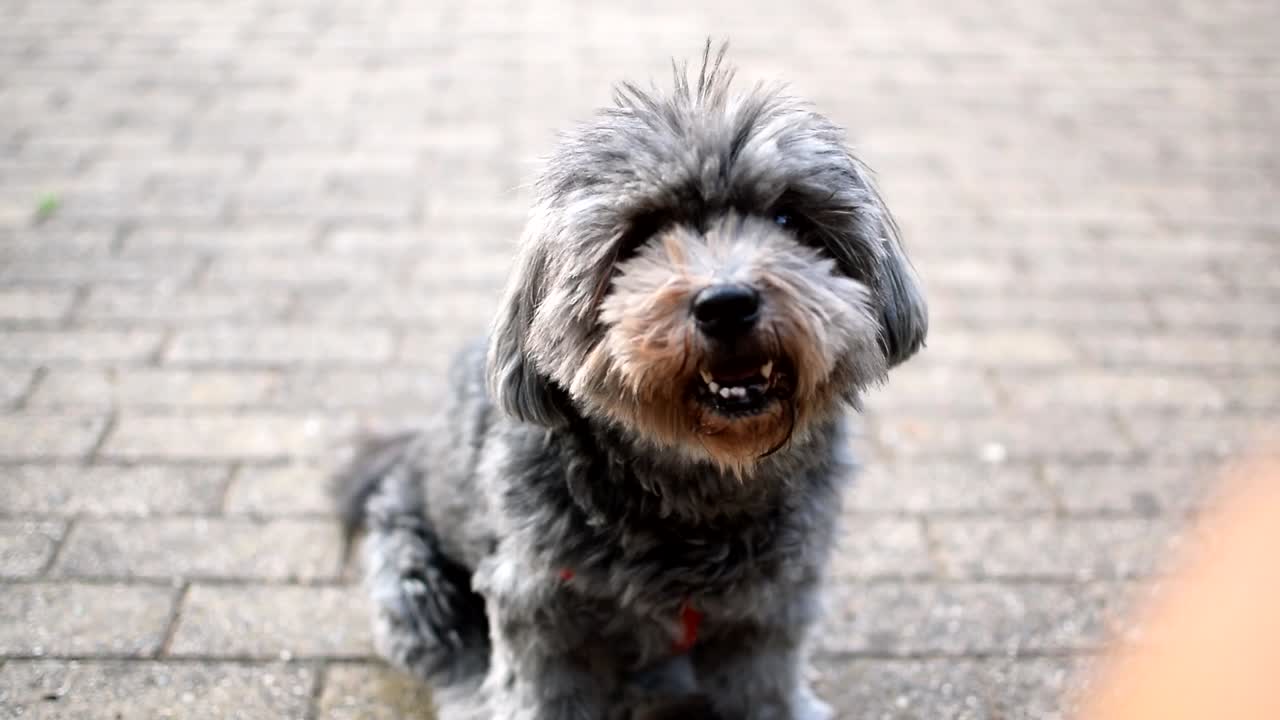 un perro descansando se sentó en el suelo mientras miraba a su alrededor