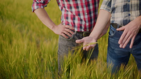 farmers examining wheat