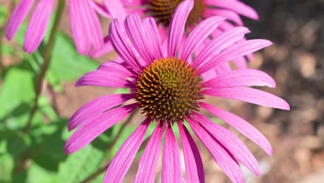 Schöne-Rosa-Und-Gelbe-Blume