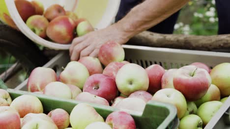 hands of an older caucasian man carefully transferring sweet picked apples from a bucket into plastic boxes, slow motion