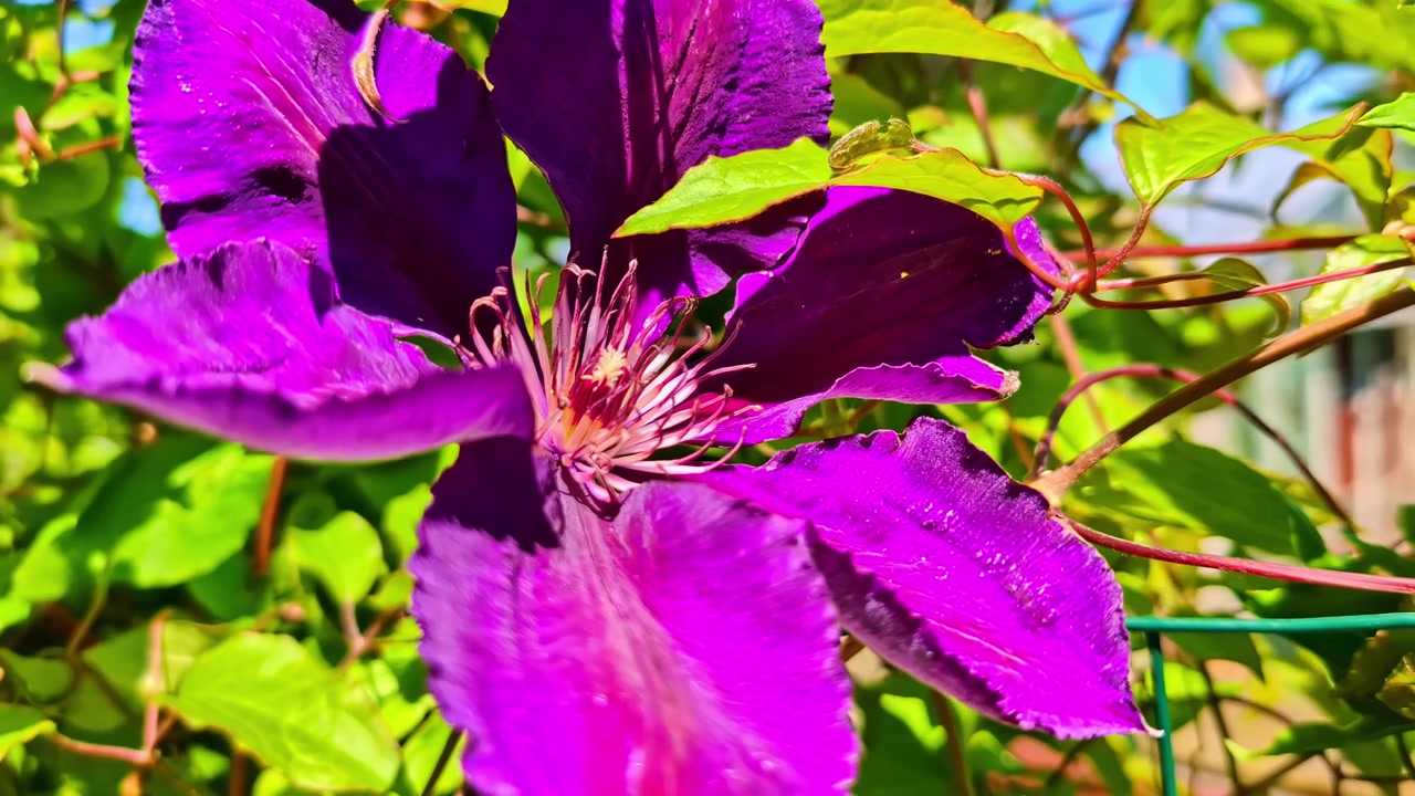 Petalo di fiore viola vivido, ravvicinato, di Clematis Mrs Thompson, con luce naturale
