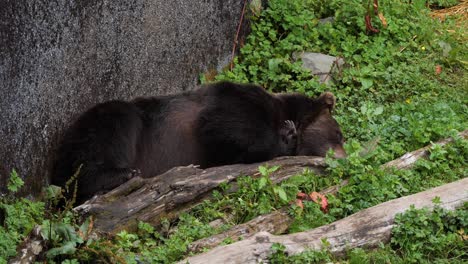 Braunbär-Schläft-Tagsüber.-Alaska