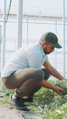 farmer harvesting watermelon in greenhouse