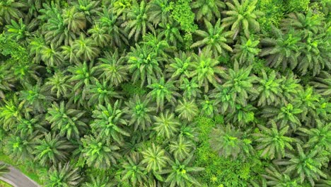 Vista-De-Pájaro-Desde-Las-Palmeras-En-El-Bosque-Verde-De-Santo-Tomé,-África