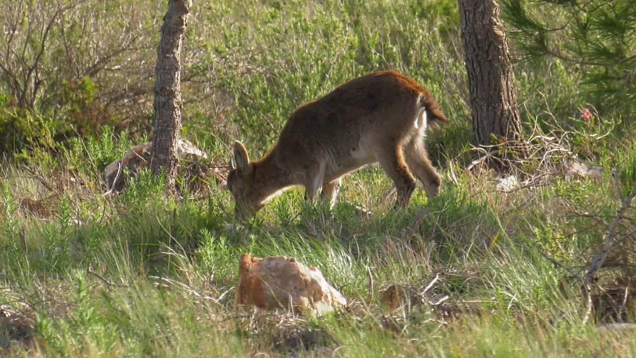 Young iberian ibex wild goat feeding on grass in woodland