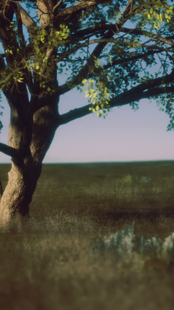 Majestic tree stands in serene field under expansive blue sky