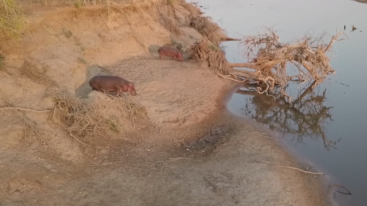 медленное приближение с воздуха: два бегемота на песчаном берегу реки в замбии, африка