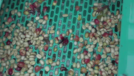fresh coffee cherries peeling process, peeling machine and cherries skin removed before next step of natural dry process, small coffee factory