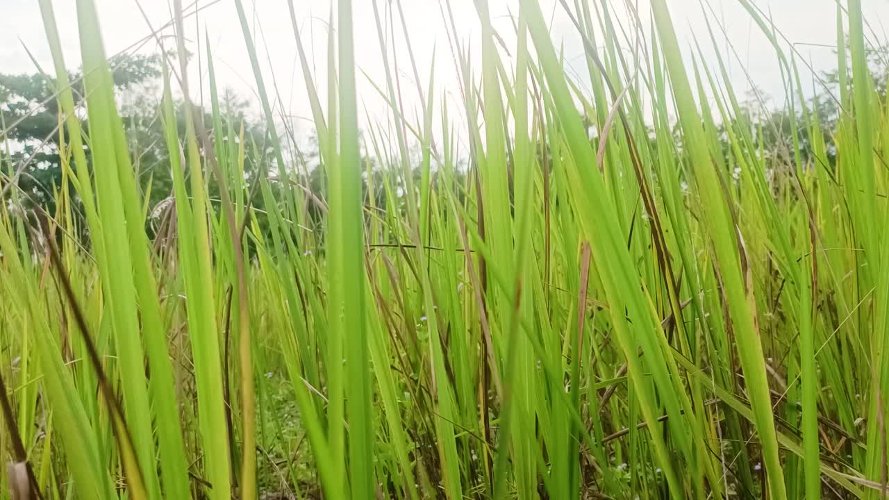 낮 동안 야생 잡초의 근처