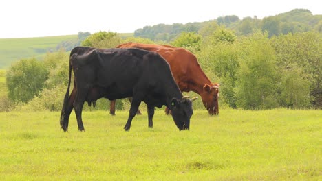 cows together grazing in a field. cows running into the camera.