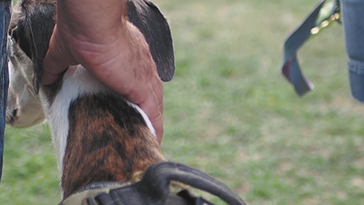A hand gently petting a dog outdoors