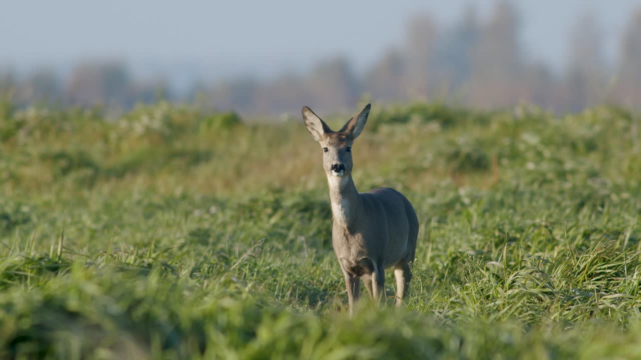 corzo salvaje común primer plano perfecto en pradera pasto otoño hora dorada luz