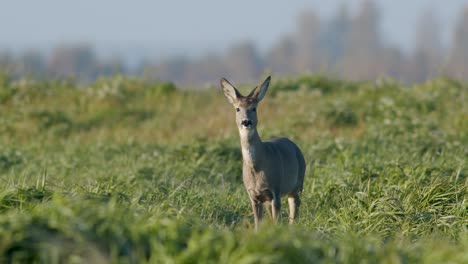 Gemeinsame-Wilde-Rehe-Perfekte-Nahaufnahme-Auf-Wiese-Weide-Herbst-Goldene-Stunde-Licht