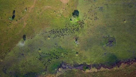 aerial top down perspective of a herd of african buffaloes migrating across the lush grasslands of uganda, africa, in search of water. the landscape showcases diverse vegetation and natural beauty