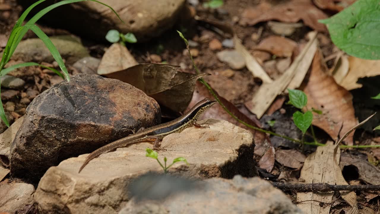 A Common Sun Skink, Eutropis multifasciata is bathing in the sun on a rock slab as butterflies are flying around it, inside a national park in Thailand.