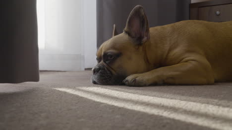 a tired french bulldog lies on the hotel carpet, facing the open window where sunlight streams in