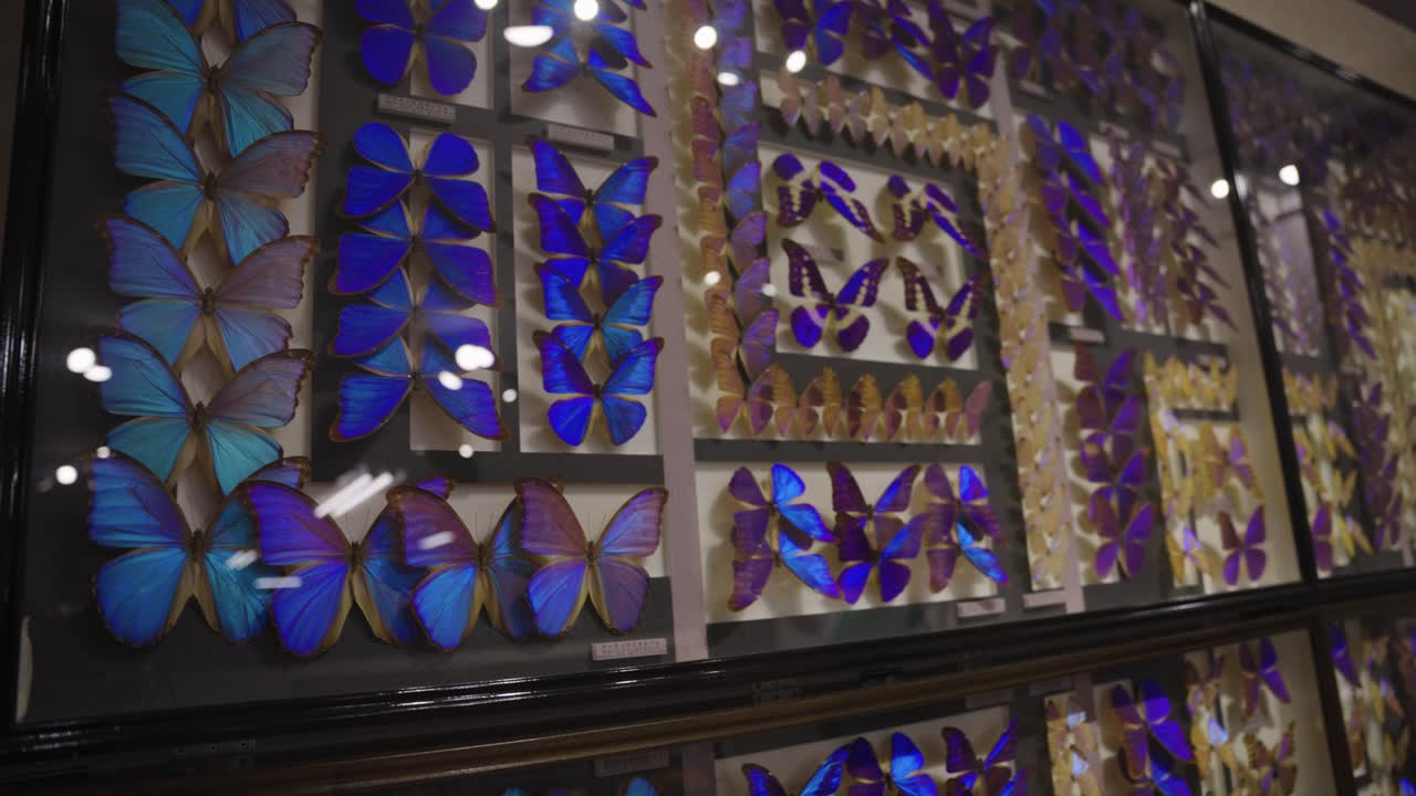 enorme mural con cientos de mariposas azules