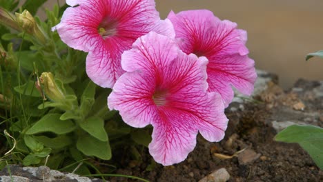 beautiful purple pink flowers in brick flower bed