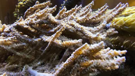 Close-up-shot-of-some-spiky-sea-plants-moving-in-the-flow-of-the-water