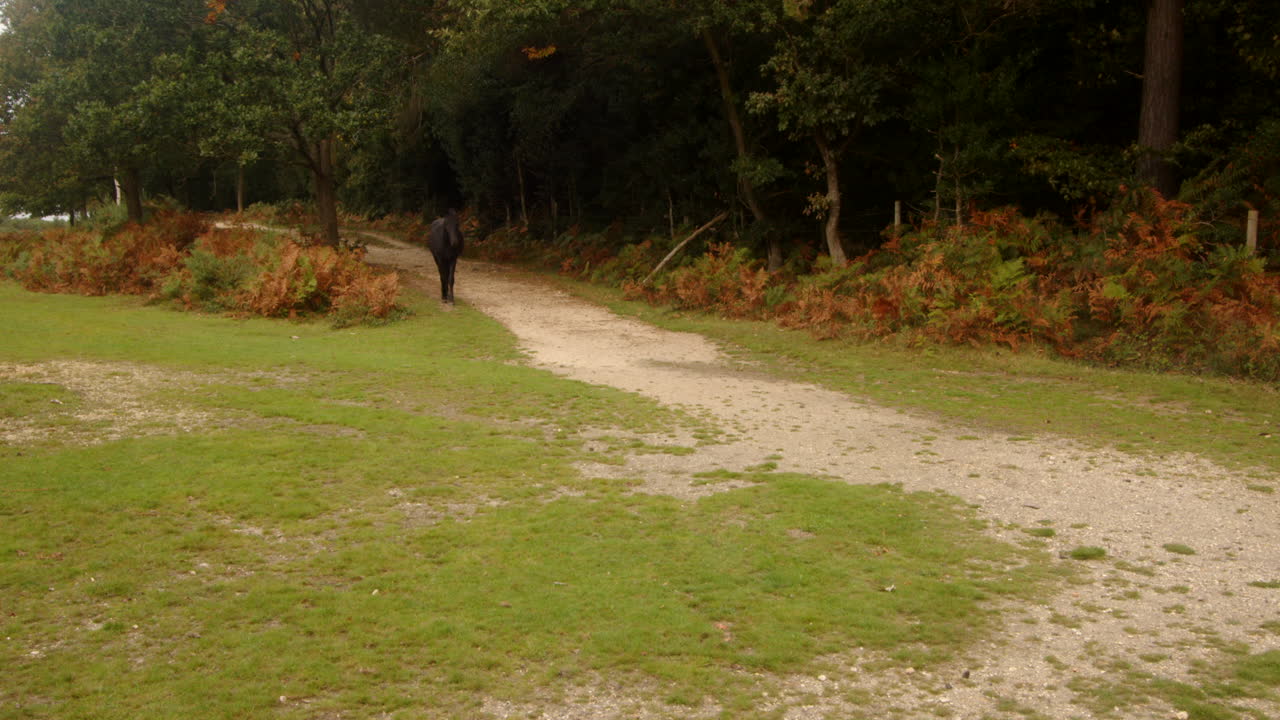 amplia toma de un solo nuevo caballo del bosque caminando por las pistas del bosque caballo y jinete entran en el cuadro en el nuevo bosque