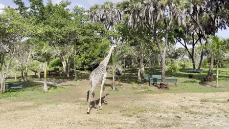 giraffe walking in diani kwale kenya