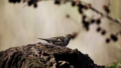 Close-up-static-shot-of-a-female-Vink-standing-on-a-rock-looking-and-walking-around-with-an-out-of-focus-waterfall-and-tree-in-the-background