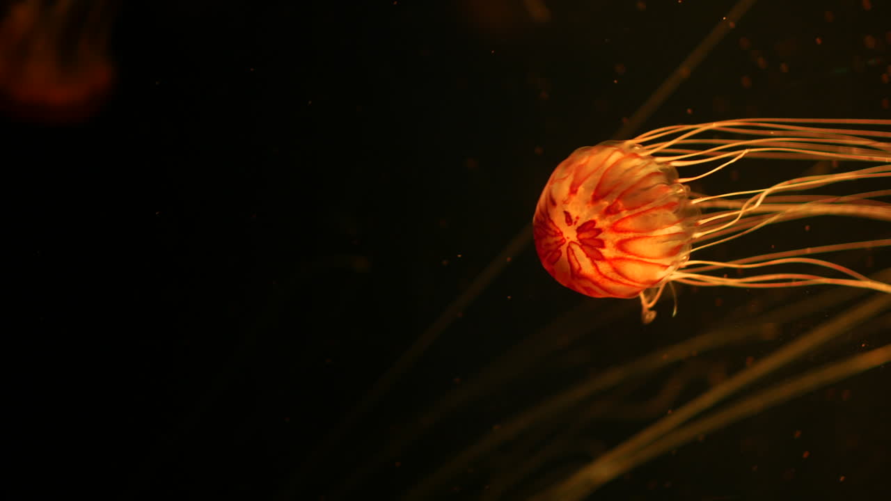 A vibrant orange jellyfish floating in the dark water, its thin, flowing tentacles trailing gracefully. The intricate patterns on its body and the gentle movement create a captivating underwater scene