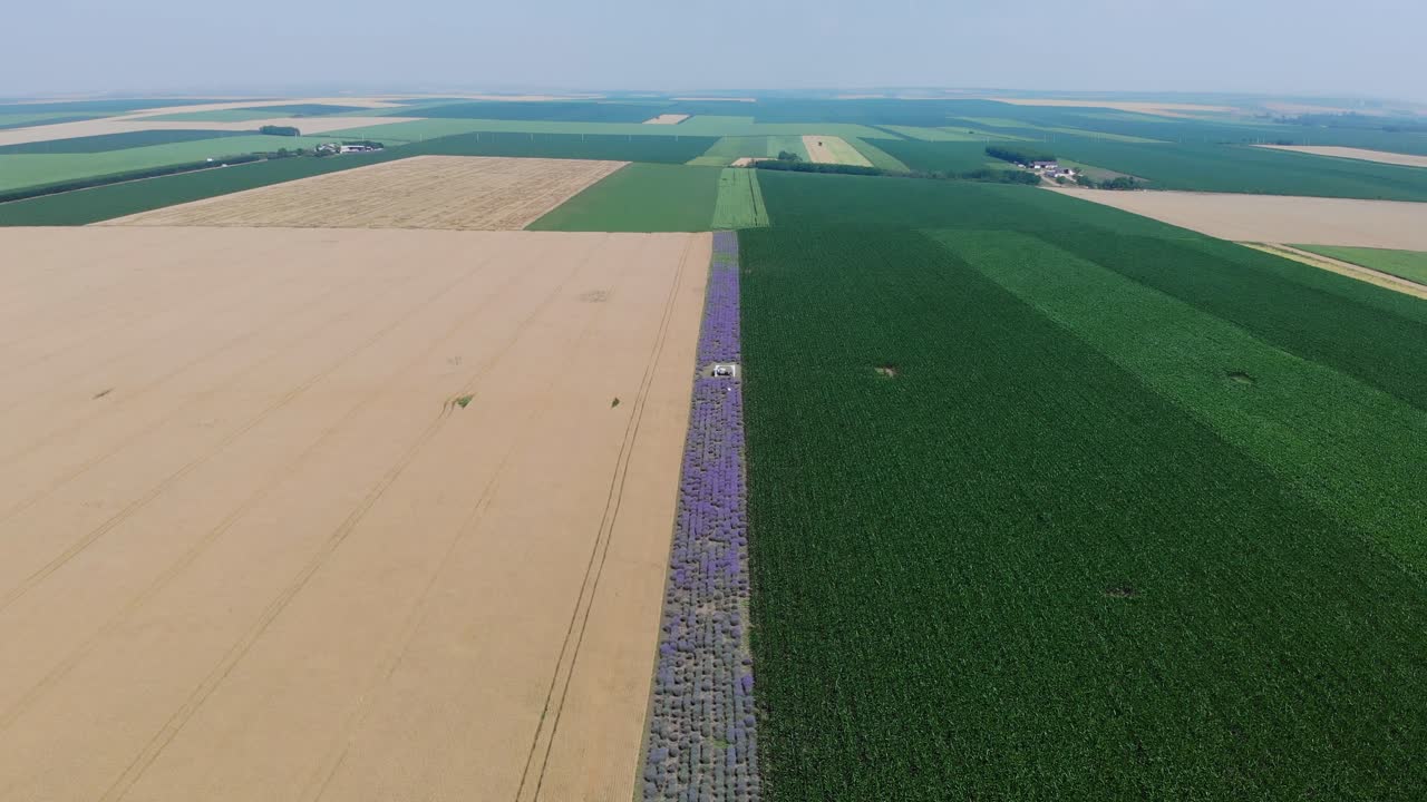 чудесный пейзаж с пышными посевами кукурузы и золотистой пшеницы с рядами цветущей лаванды на поле