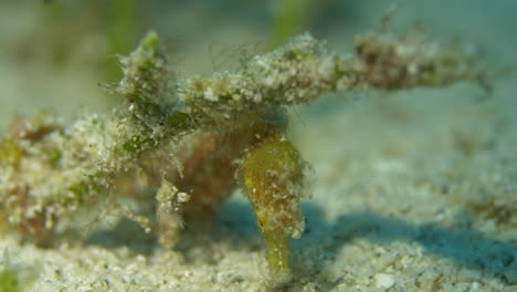 Incredible-rare-seahorse-close-up-shot-looking-at-the-sandy-bottom-for-food