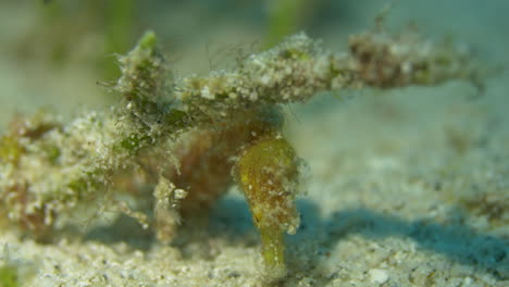increíble y raro caballo de mar en primer plano mirando el fondo arenoso en busca de comida