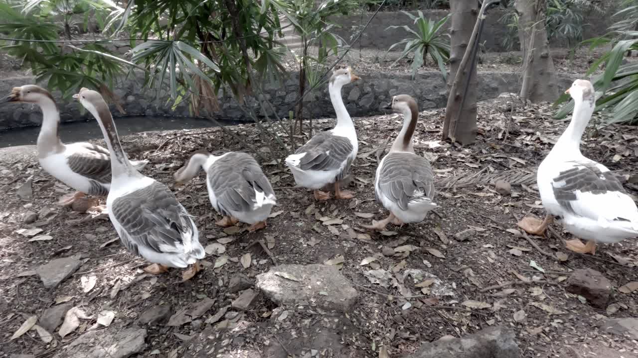 Closeup of flock of domestic geese walking on land as they forage for food