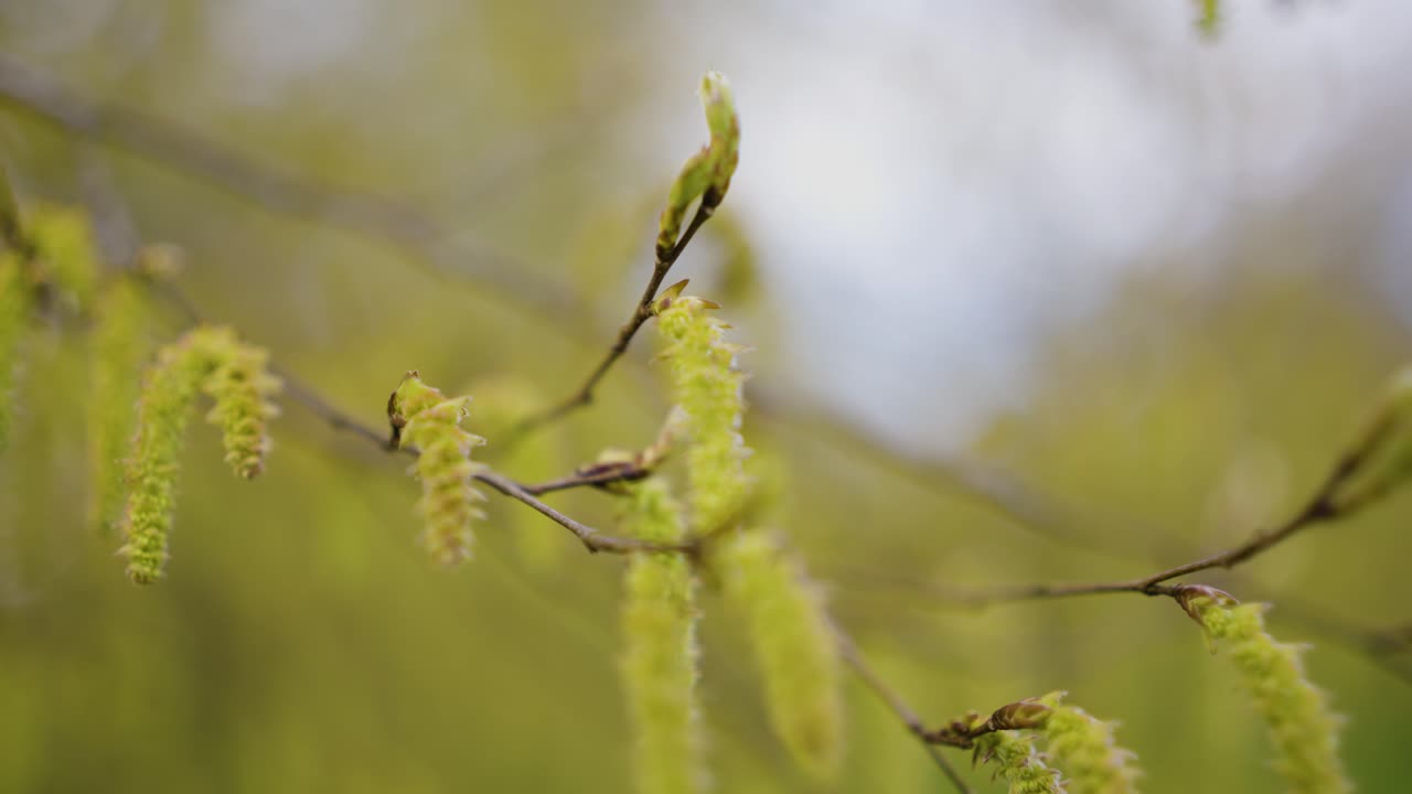 Spring Tree Buds