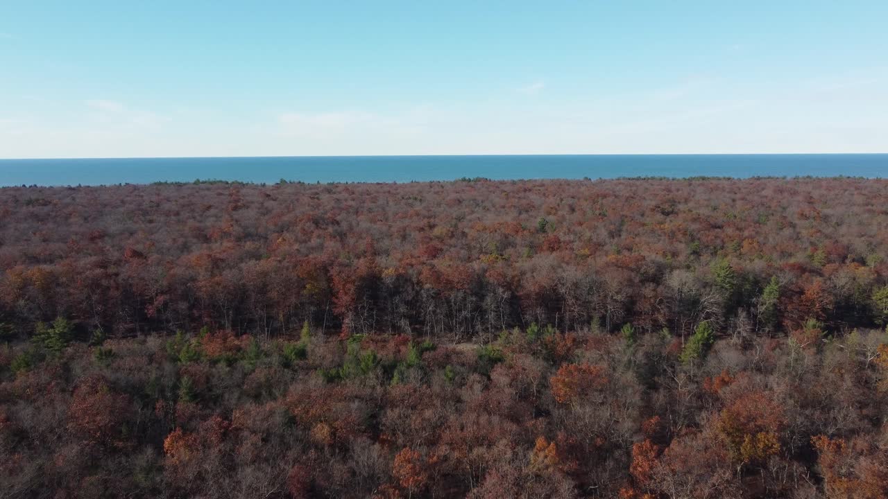 bosque tranquilo en vibrantes colores de otoño, un vasto fondo oceánico