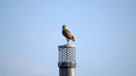 adult burrowing owl perching on a chimney and observing its surrounding